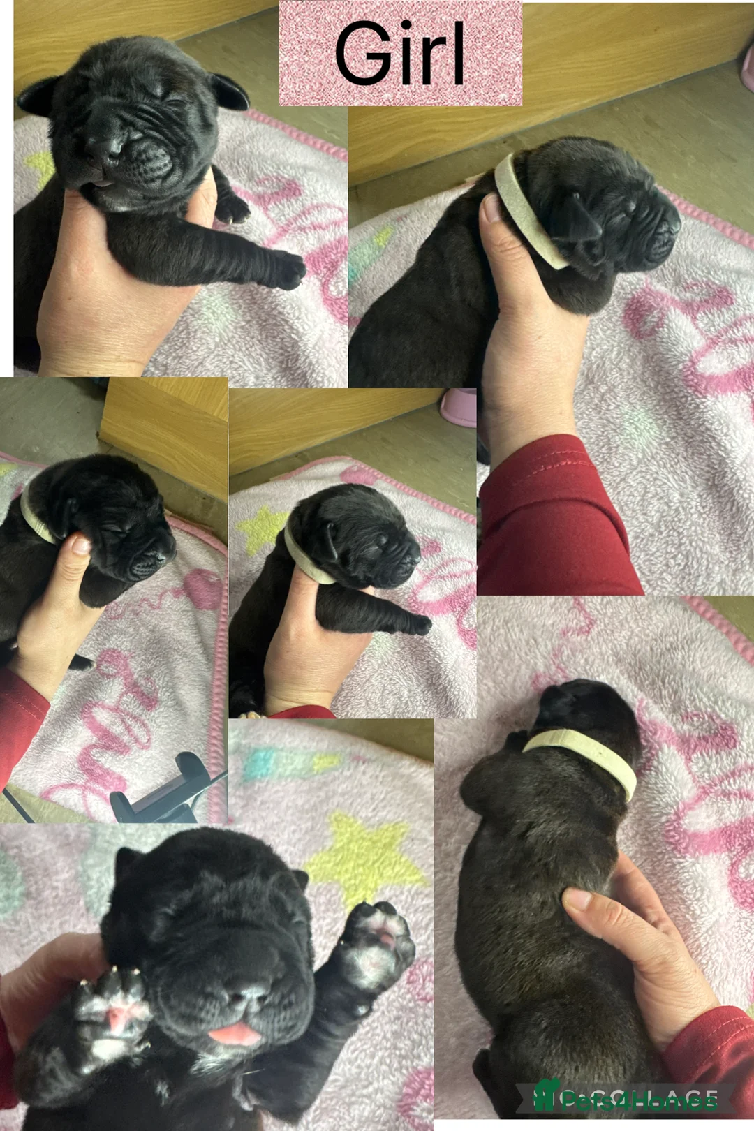 Cane Corso dogs for sale: Cane corso pups - Advert 5