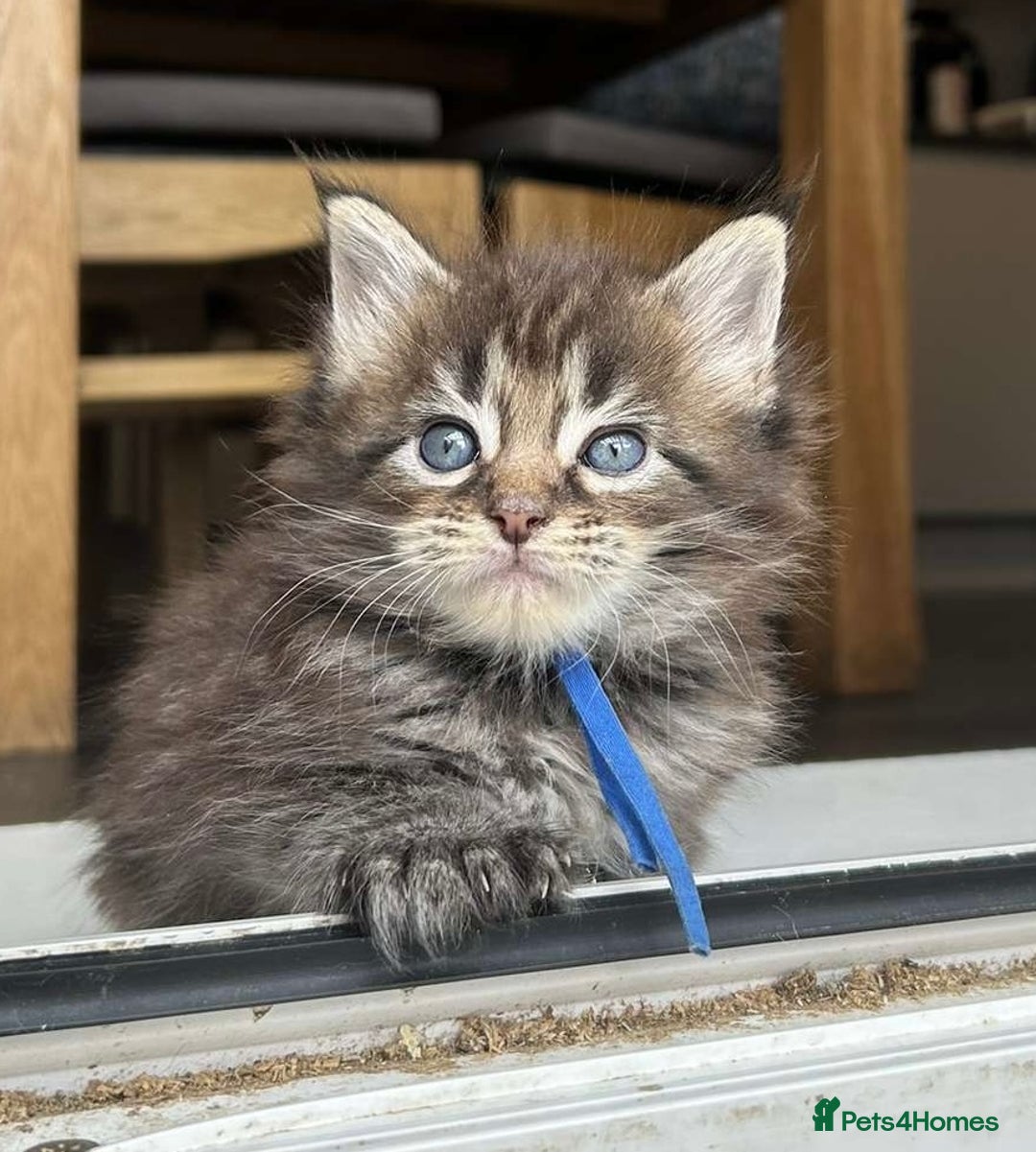 Maine Coon cats for sale: MAINE COON KITTENS SOME POLYDACTYL  - Image 24
