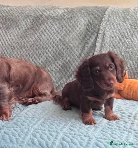 Miniature Dachshund dogs One Beautiful Miniature Dachshund Puppy left - Advert 12