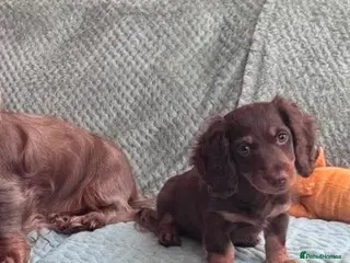 Miniature Dachshund dogs One Beautiful Miniature Dachshund Puppy left - Advert 12