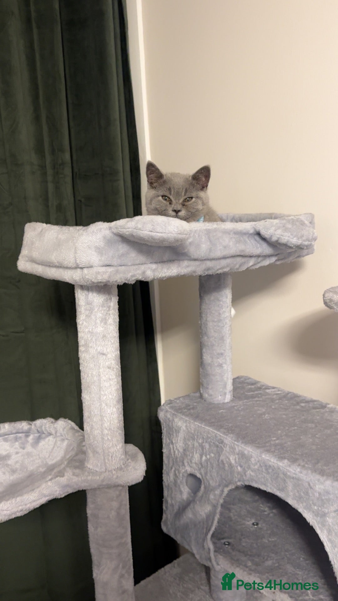 British Shorthair cats British Shorthair Male Kitten + Accessories - Advert 2