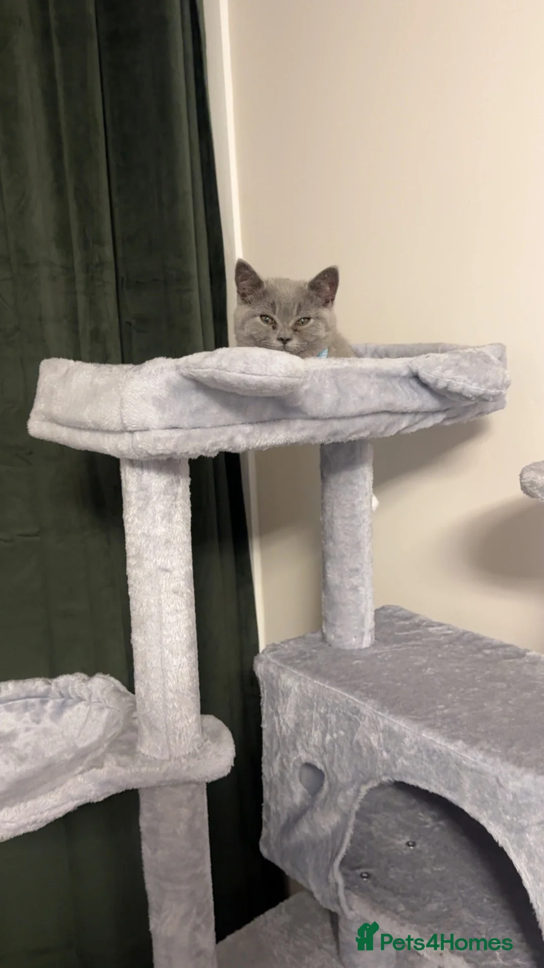 British Shorthair cats for sale: British Shorthair Male Kitten + Accessories in Glasgow - Advert 1