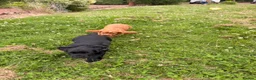Cocker Spaniel dogs for sale: 2 boys ready now  - Advert 12