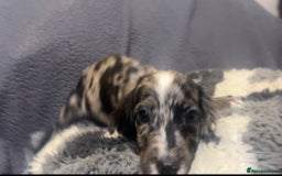 Cocker Spaniel dogs for sale: Roan cocker spaniels (blue eyes) - Image 5