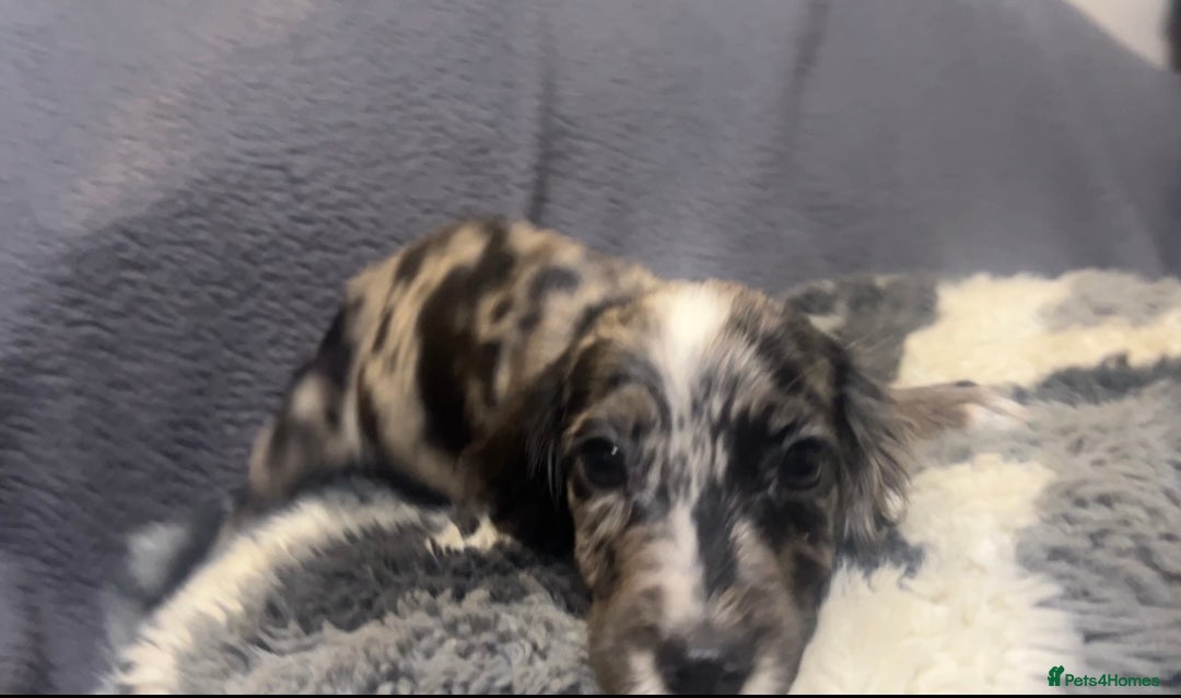 Cocker Spaniel dogs for sale: Roan cocker spaniels (blue eyes) - Image 5
