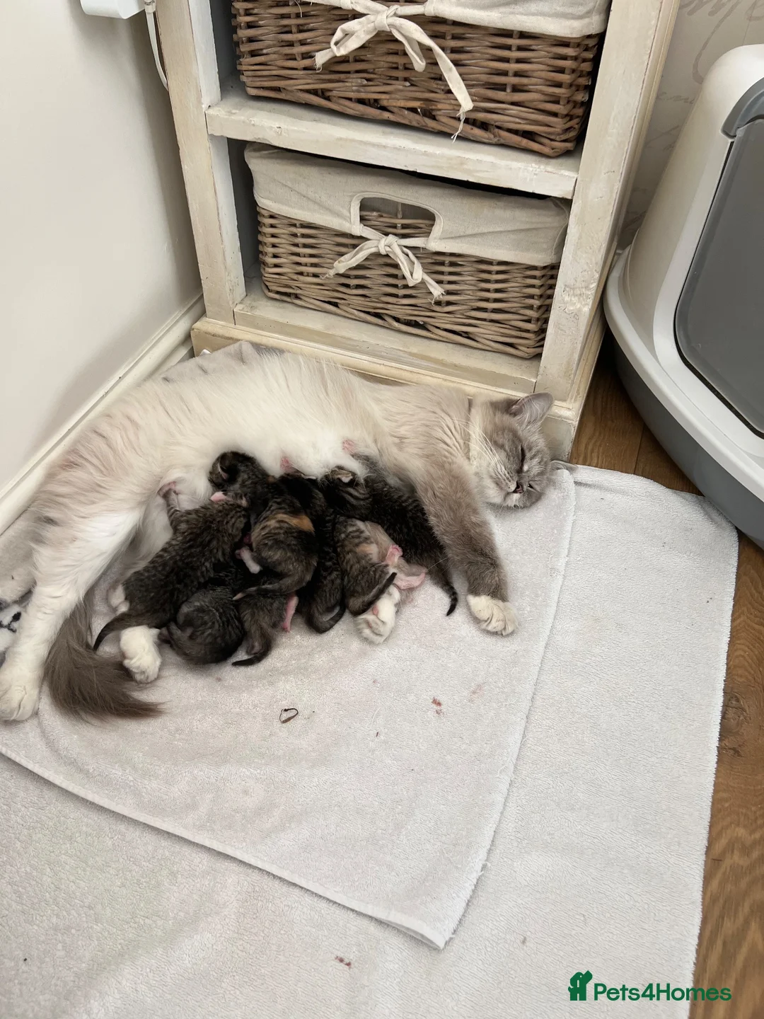 Mixed Breed cats for sale: Half ragdoll kittens for sale in Wokingham - Advert 14
