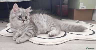 British Shorthair cats - Advert 15