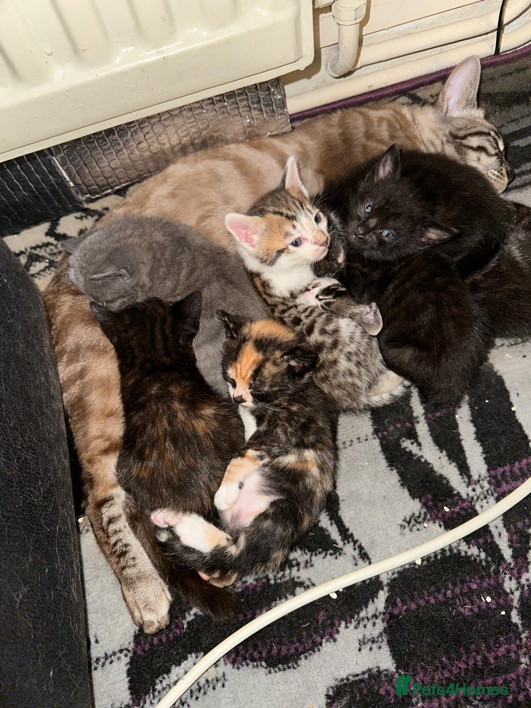 Bengal cats for sale: 6 Cross Bengal Kittens - Image 1