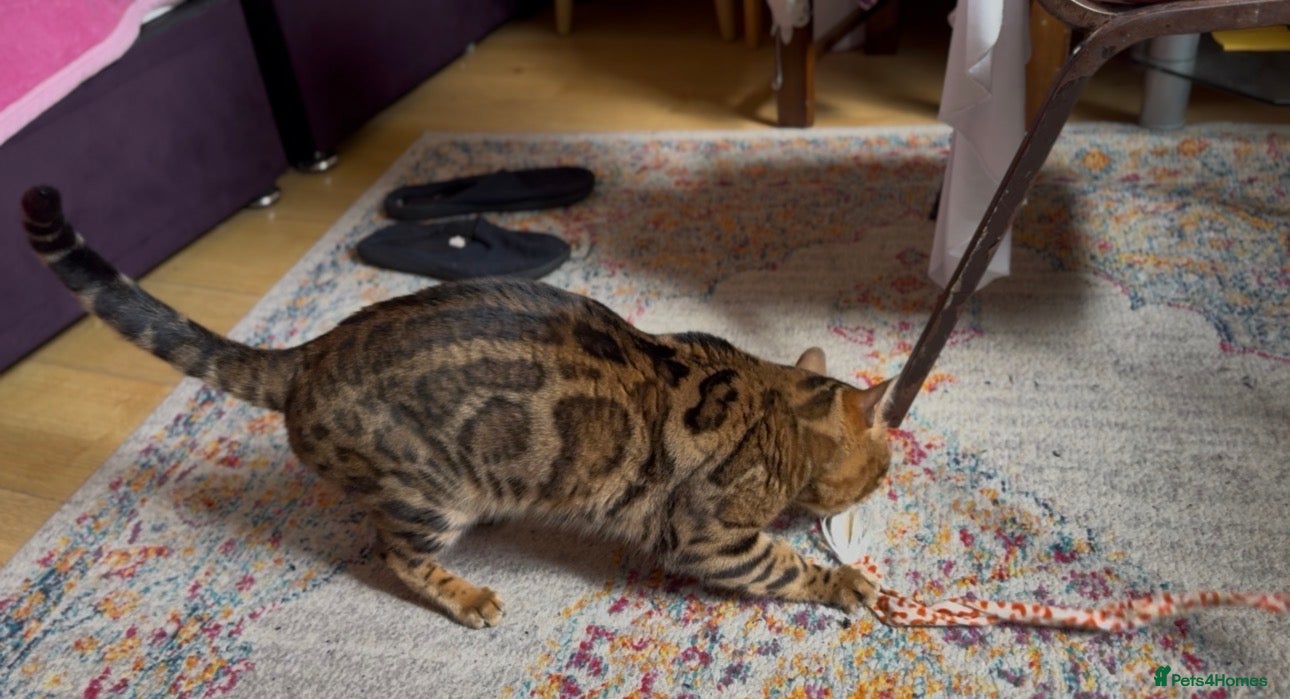 Bengal cats Stunning TICA Registered Bengal Stud Available - Advert 4
