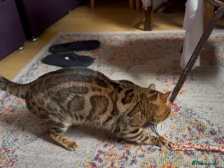 Bengal cats Stunning TICA Registered Bengal Stud Available - Advert 4