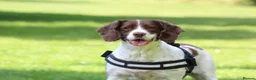 English Springer Spaniel dogs for sale: Female English Springer for rehoming (Cassy) - Advert 1