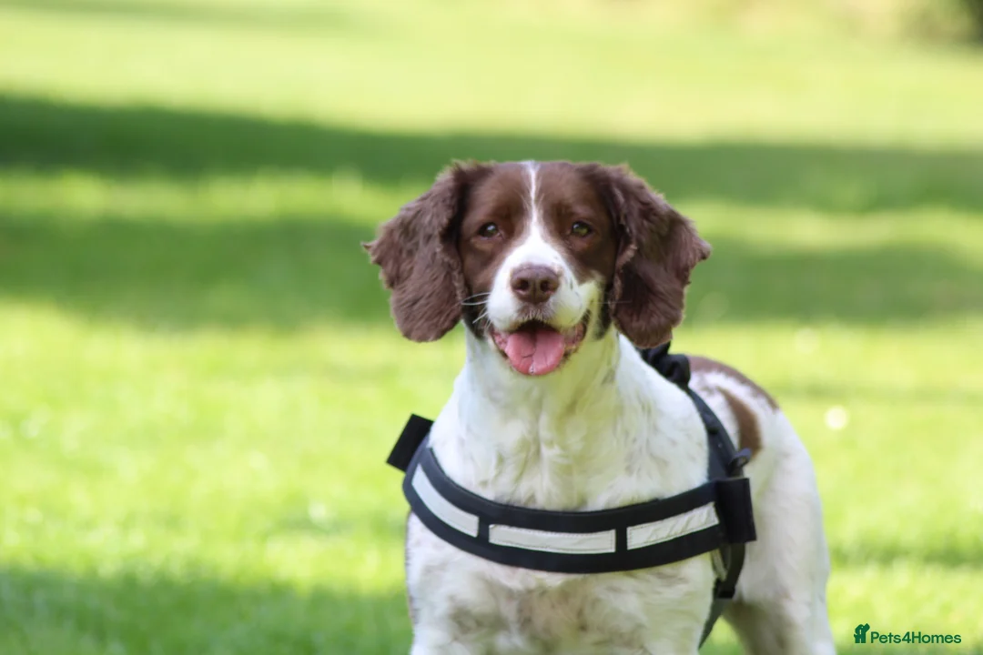 English Springer Spaniel dogs for sale: Female English Springer for rehoming (Cassy) - Advert 1