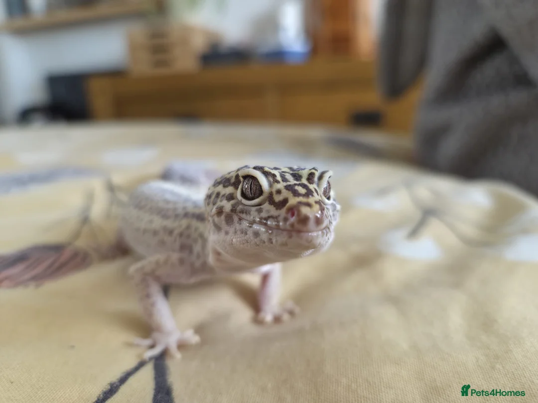 Leopard Gecko reptiles for sale: Leopard Geco  in Bournemouth - Advert 1