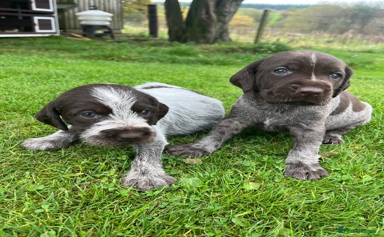 German Wirehaired Pointer dogs - Advert 2