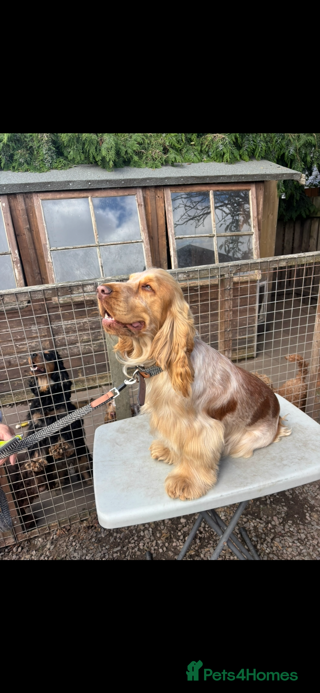 Cockapoo dogs for sale: Cockapoo pups  - Advert 11