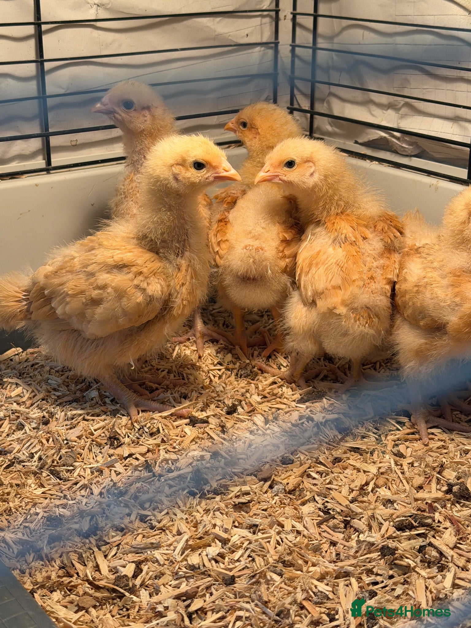 Chickens poultry From Day olds buff Orpingtons chicks  - Advert 1