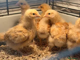 Chickens poultry From Day olds buff Orpingtons chicks - Advert 3
