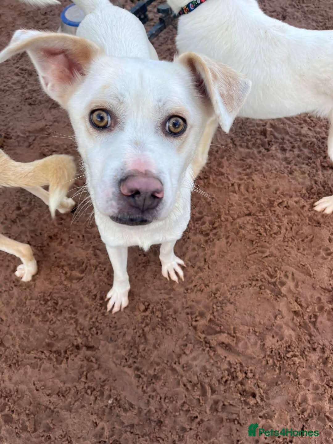 Mixed Breed dogs Meet Barney, currently residing in Cheshire  in Nantwich - Advert 8