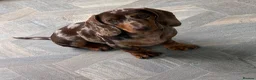 Miniature Dachshund dogs for sale: Miniature dachshund males - Advert 28