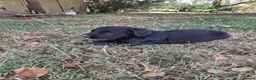 Sprollie dogs for sale: Beautiful litter of puppies  - Advert 6