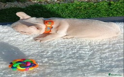 French Bulldog dogs for sale: ❤️ 🐶 beautiful French bulldog puppies ❤️🐶 - Image 25