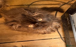 Persian cats for sale: REDUCED GCCF PERSIAN KITTENS  - Image 7