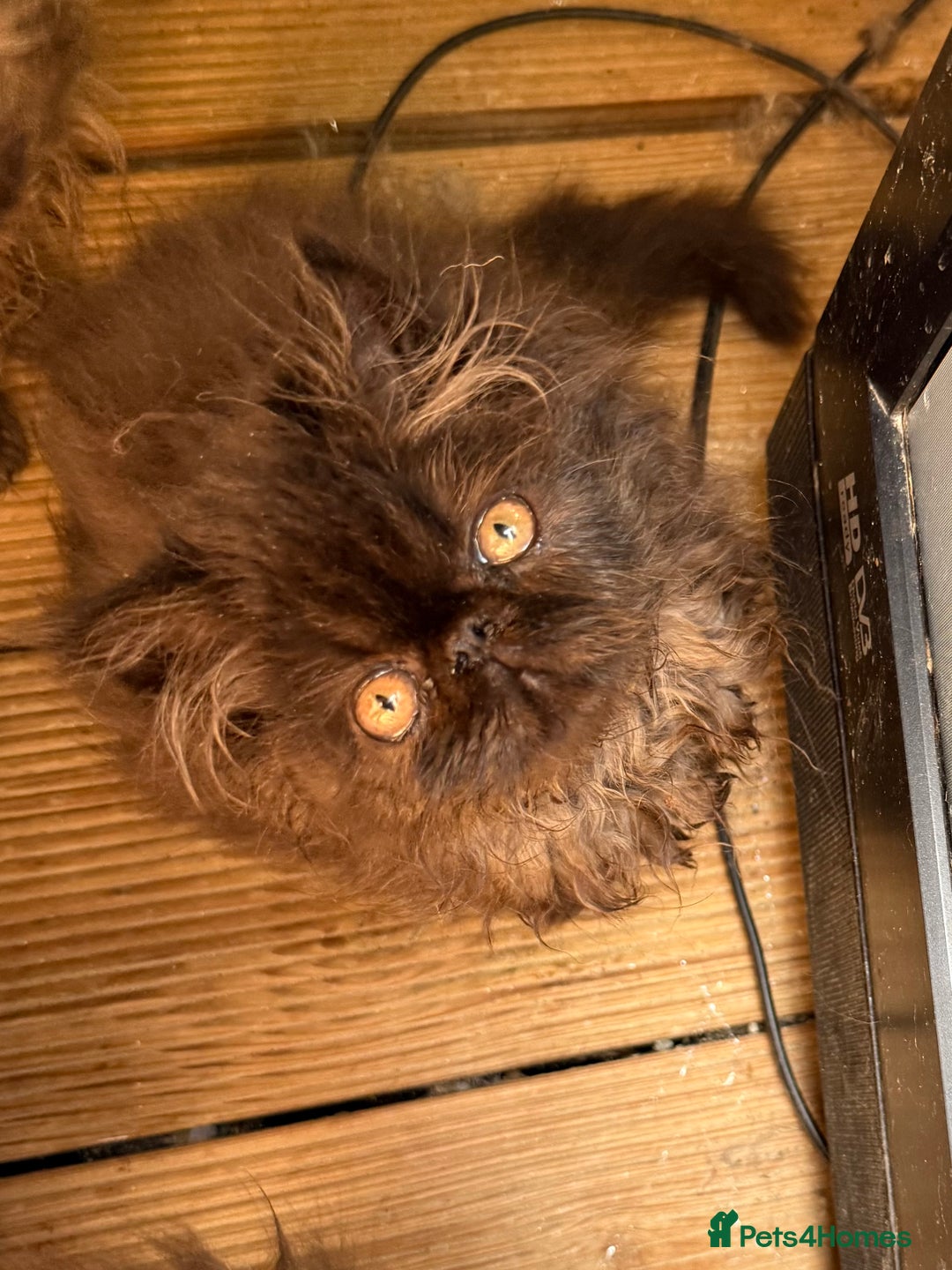 Persian cats for sale: REDUCED GCCF PERSIAN KITTENS  - Image 7