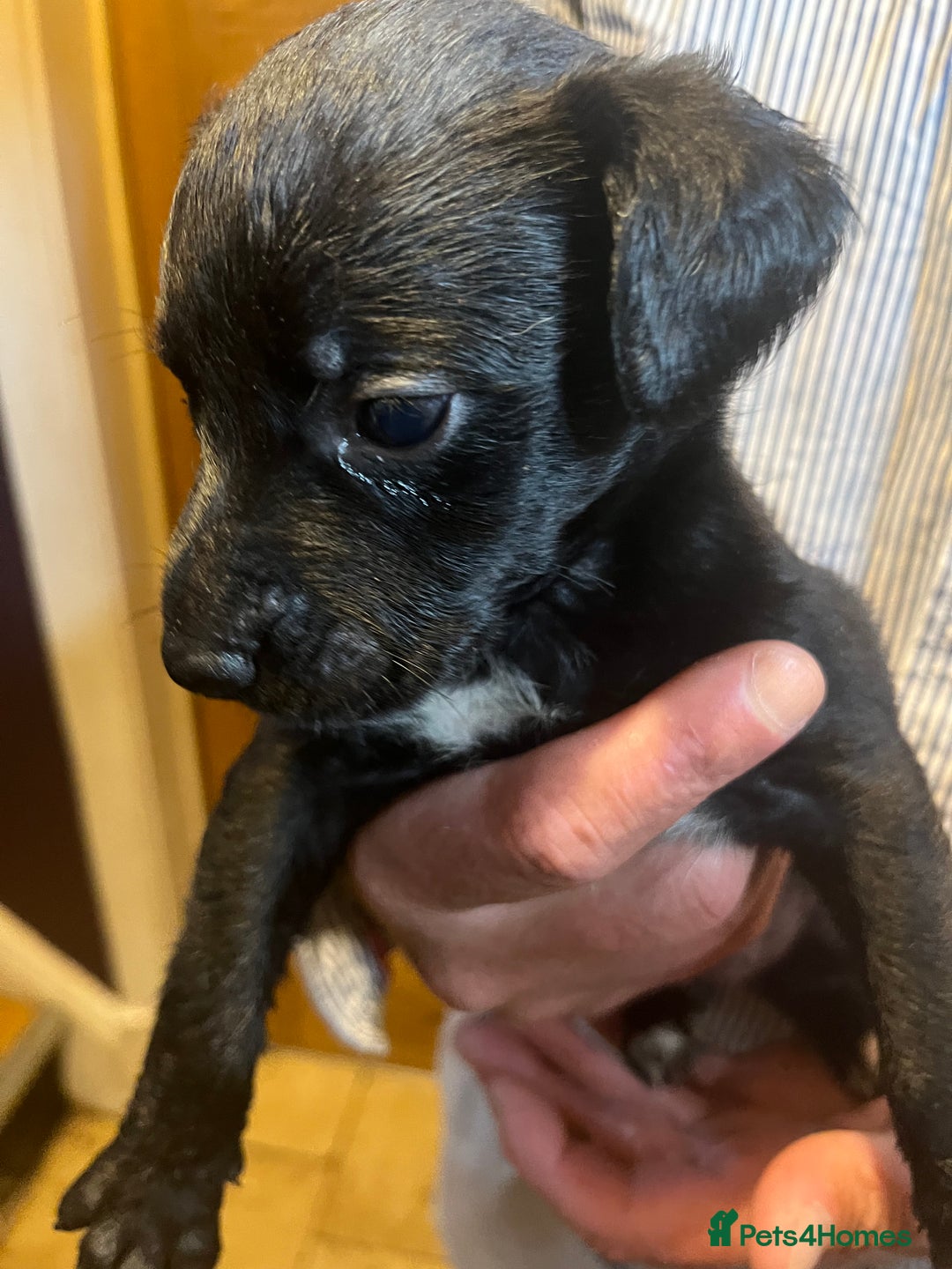 Mixed Breed dogs for sale: 8 puppies available rottweiler x border collie - Image 13