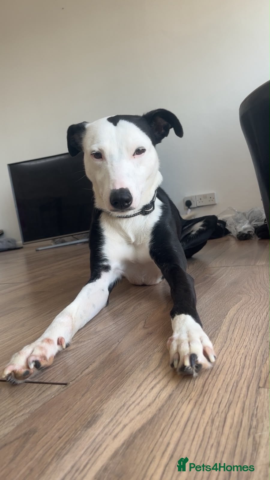 Mixed Breed dogs So sad but need to rehome our beautiful boy Bambi  - Advert 1