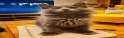Kurilian Bobtail cats for sale: Stunning FIFe Registered Kurilian Bobtail kittens - Advert 2