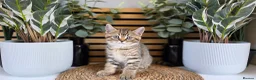 British Shorthair cats for sale: Beautiful British kittens - Advert 1
