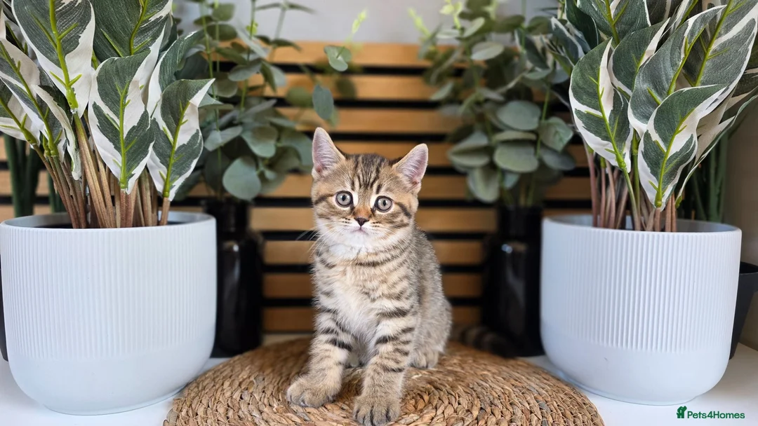 British Shorthair cats for sale: Beautiful British kittens - Advert 1