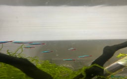 Tetras fish for sale: 10 Neon Tetras For Sale in Leeds - Image 2