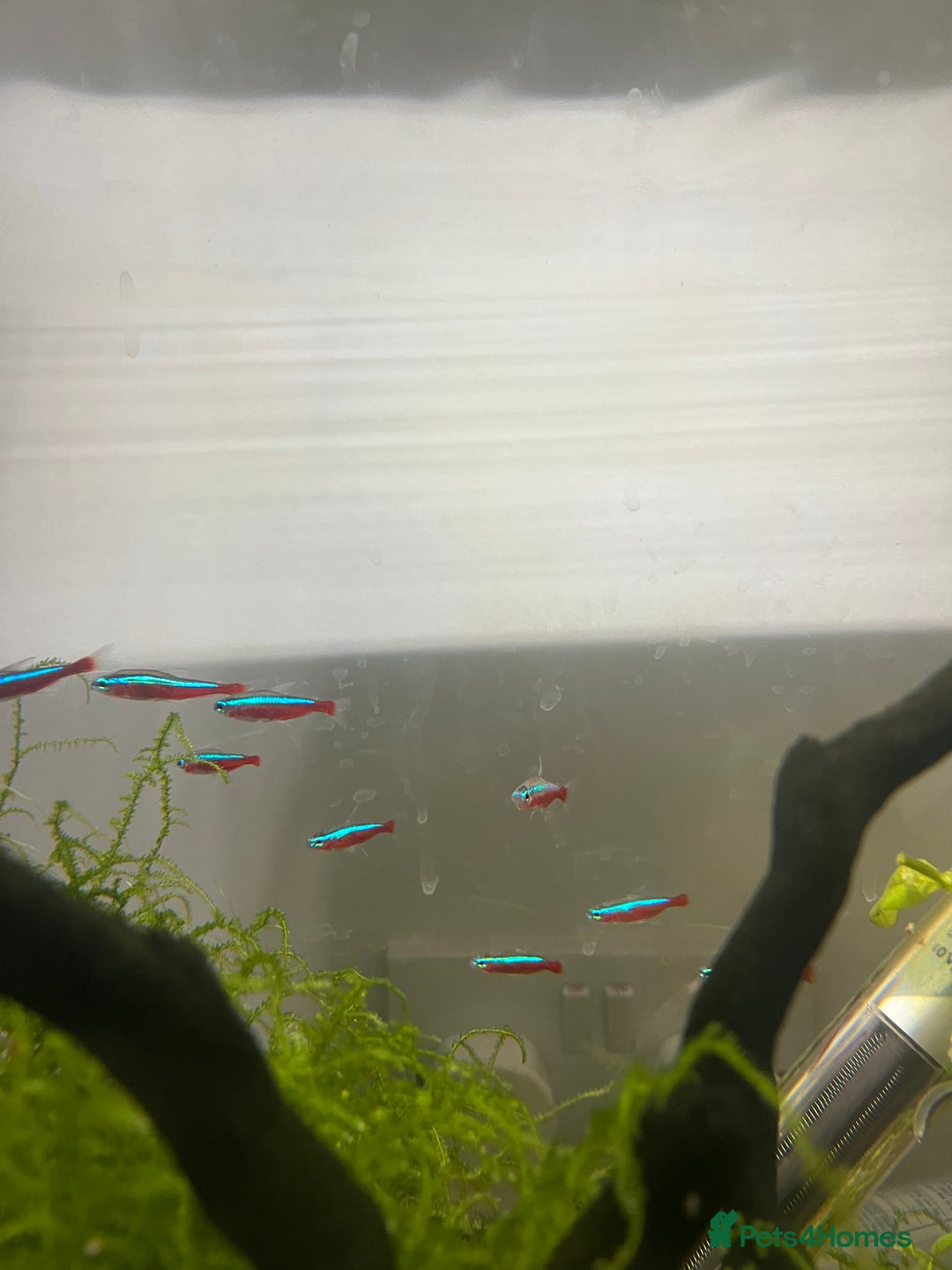 Tetras fish for sale: 10 Neon Tetras For Sale in Leeds - Image 2