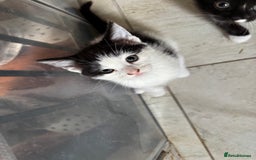 Mixed Breed cats for sale: 3 beautiful kittens available Friday  - Image 1