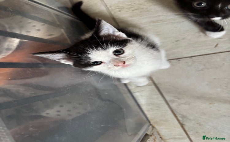 Mixed Breed cats - Advert 3