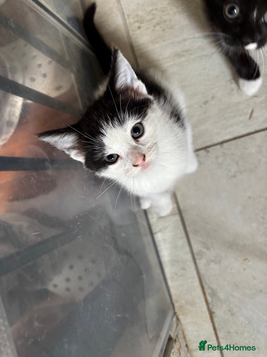 Mixed Breed cats for sale: 3 beautiful kittens available Friday  - Image 1