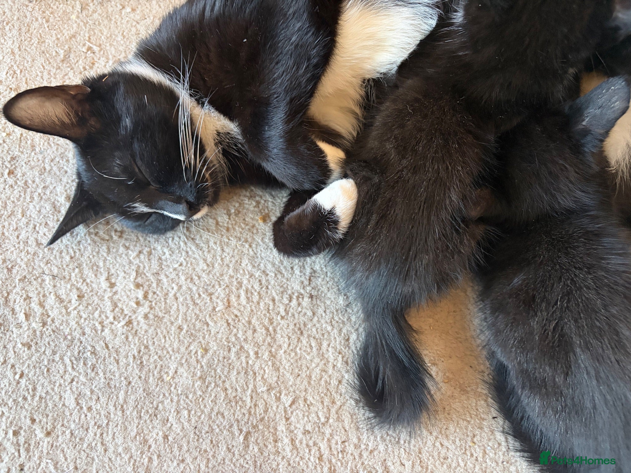 Mixed Breed cats 9 week old kittens  - Advert 2