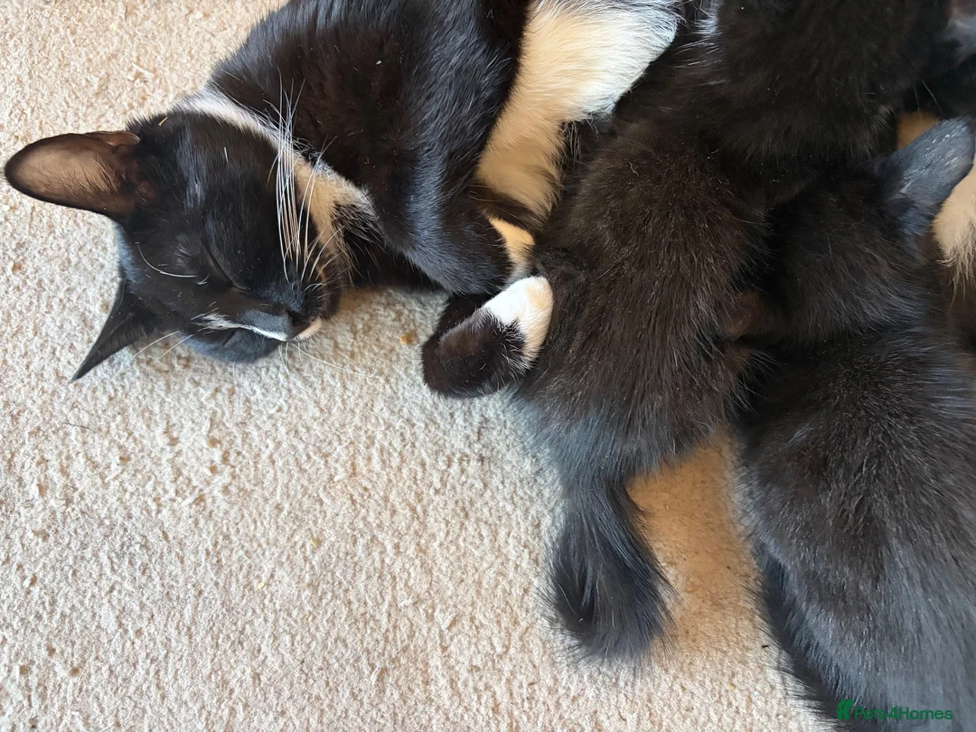Mixed Breed cats for sale: 9 week old kittens  in London - Advert 1