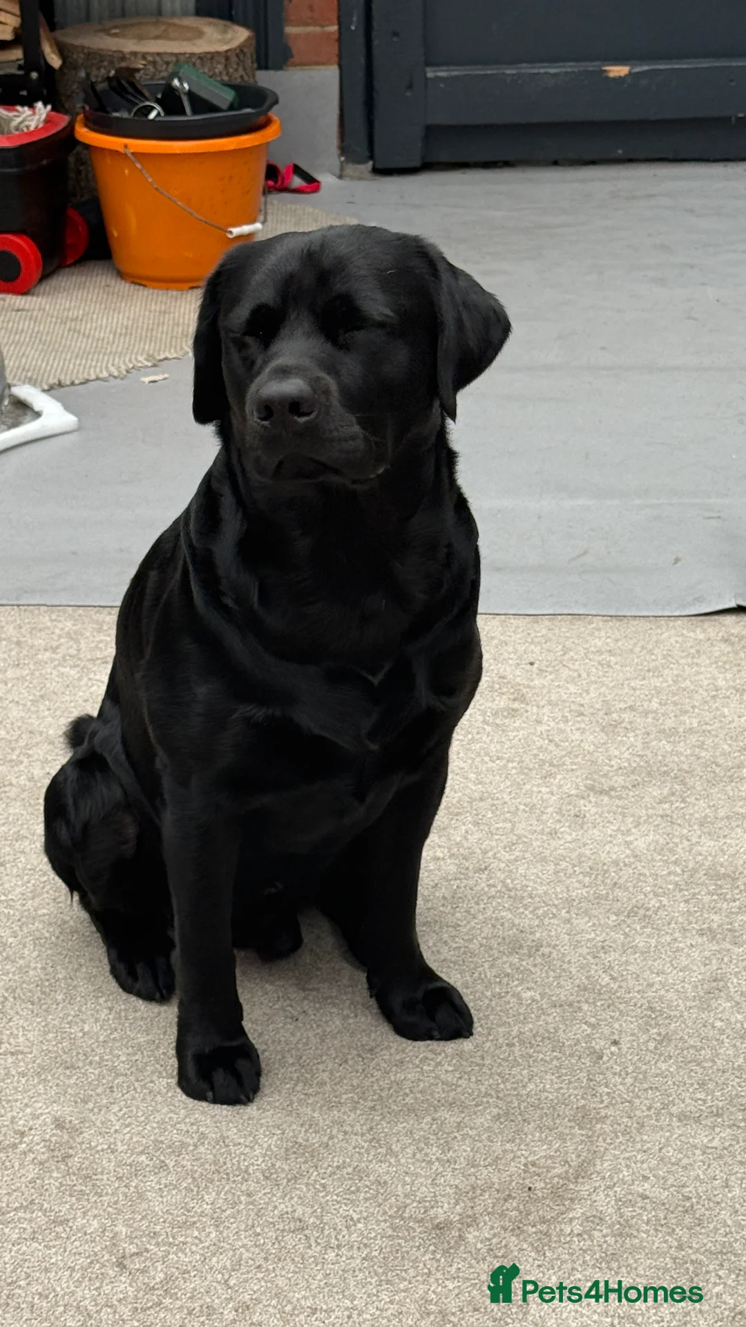 Labrador Retriever dogs for stud: Labrador black - Advert 5