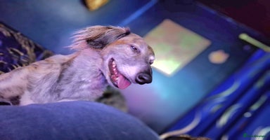 Lurcher dogs - Advert 12