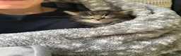 Domestic Shorthair cats for sale: Kittens mixed  - Advert 15