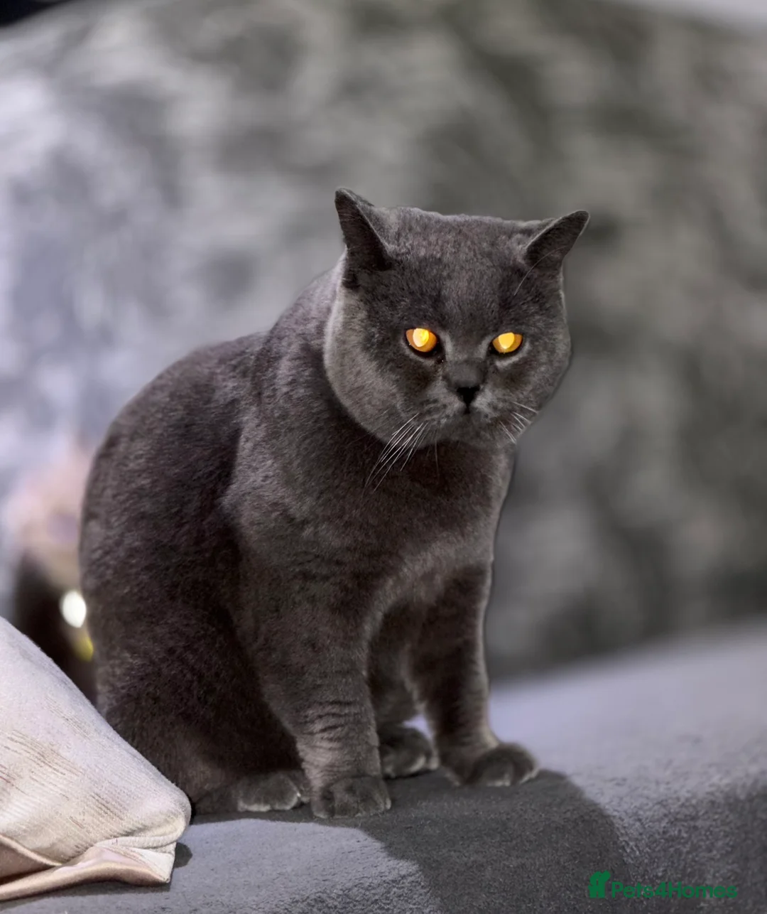 British Shorthair cats for sale: BSH male cat  - Advert 2