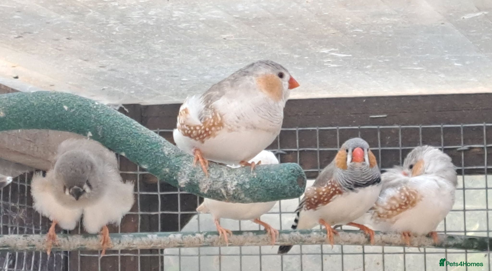 Finches birds Zebra finches - Swindon  - Advert 1
