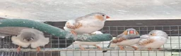 Finches birds for sale: Zebra finches - Swindon  - Advert 1