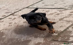 Jagdterrier dogs for sale: Jagd terrier dog & bitch pup - Image 7