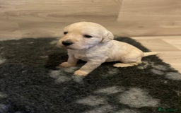 Goldendoodle dogs for sale: Goldendoodle puppies  - Image 3