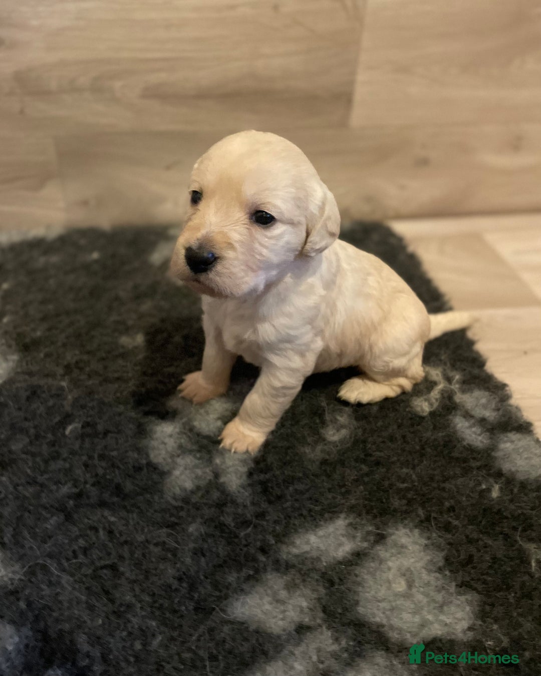 Goldendoodle dogs for sale: Goldendoodle puppies  - Image 3