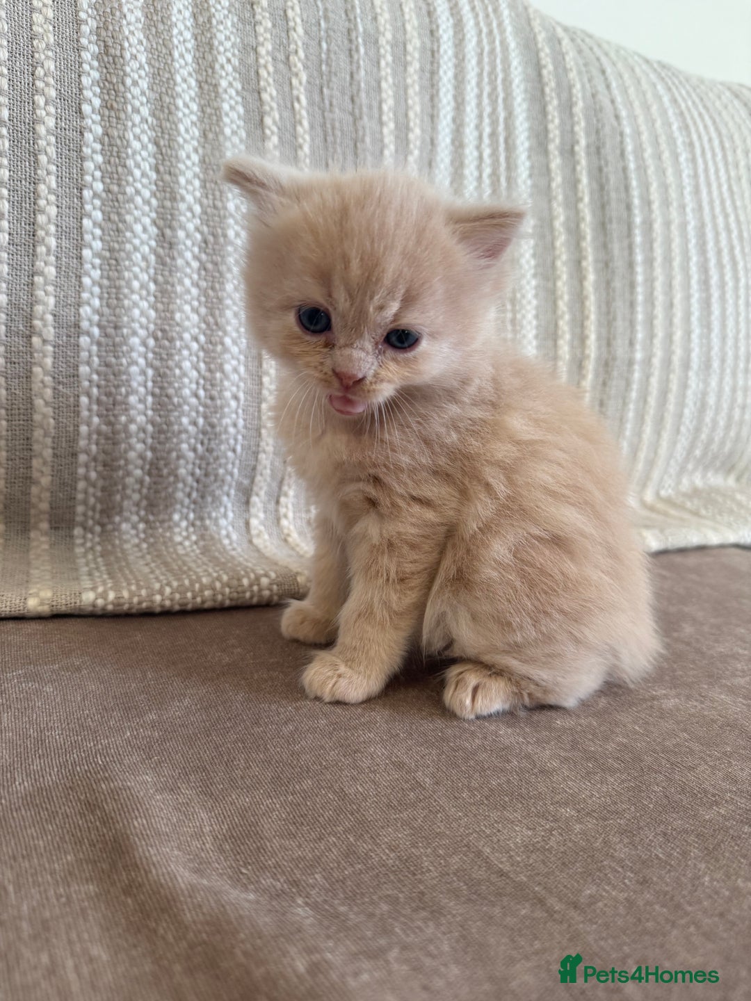 Ragdoll cats for sale: 🎄 Rare Ragdoll Kittens – Ready for Christmas! 🎄 - Advert 9