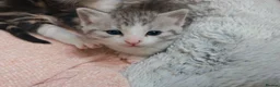 Mixed Breed cats for sale: Siberian X kittens  in Manchester - Advert 9